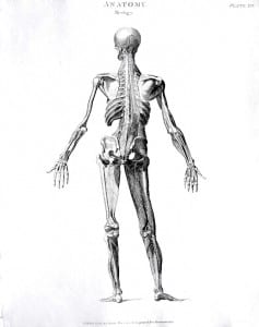 Body - Human Body