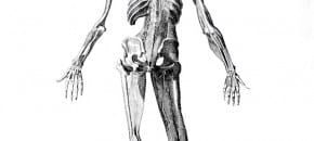 Body - Human Body