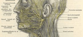 Neural Prolotherapy